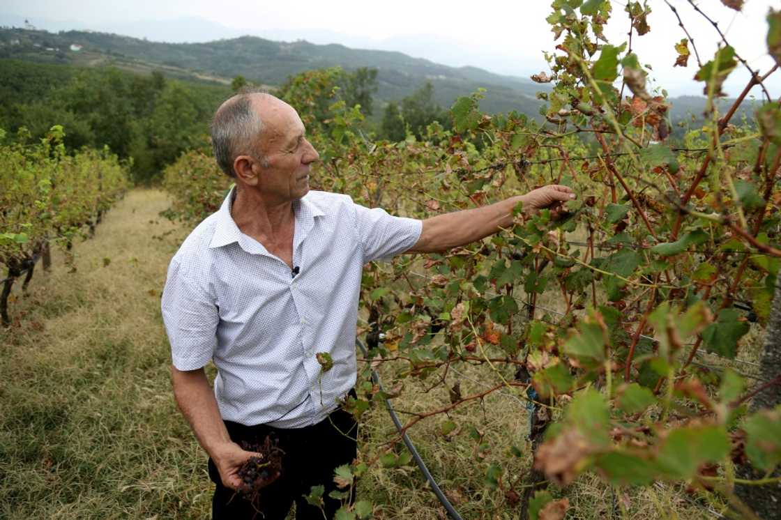 After decades of growing vines, Albanian winemakers are having to adapt to a warmer world and all that comes with it After decades of growing vines, Albanian winemakers are having to adapt to a warmer world and all that comes with it