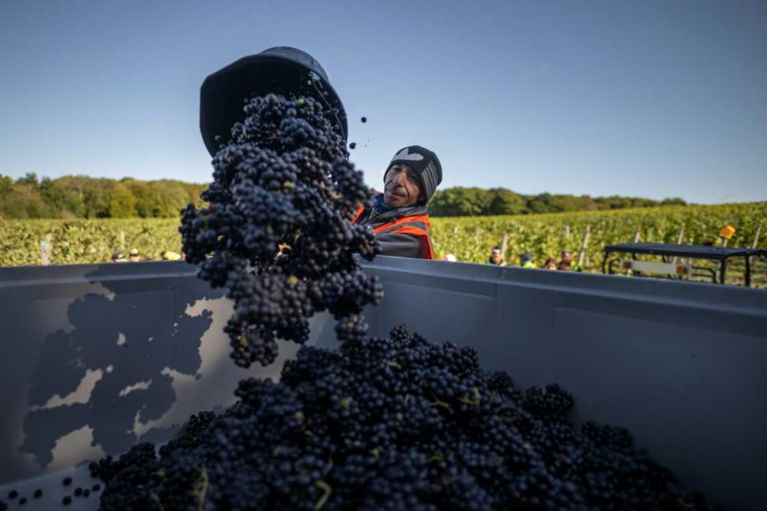 While growing, UK vineyards are however dwarfed on the international stage, covering a total of 3,800 hectares -- or about one tenth of France's champagne-producing region While growing, UK vineyards are however dwarfed on the international stage, covering a total of 3,800 hectares -- or about one tenth of France's champagne-producing region