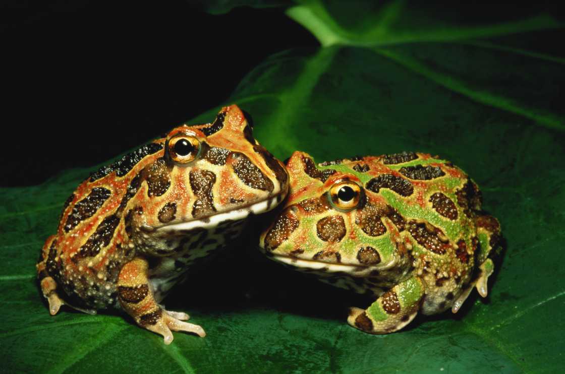 A close-up of the ornate horned frogs (Ceratophrys ornata) on a leaf. A close-up of the ornate horned frogs (Ceratophrys ornata) on a leaf.