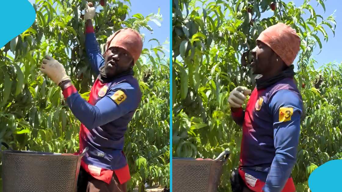 Ghanaian abroad, Ghanaian in Spain, Apple farm, Farmhand, Working on a farm.