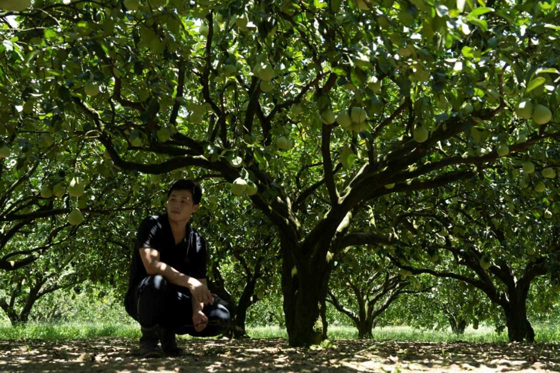 Pomelo farmer Mulin Ou's orders from China have all been cancelled in the wake of recent cross-strait tensions Pomelo farmer Mulin Ou's orders from China have all been cancelled in the wake of recent cross-strait tensions