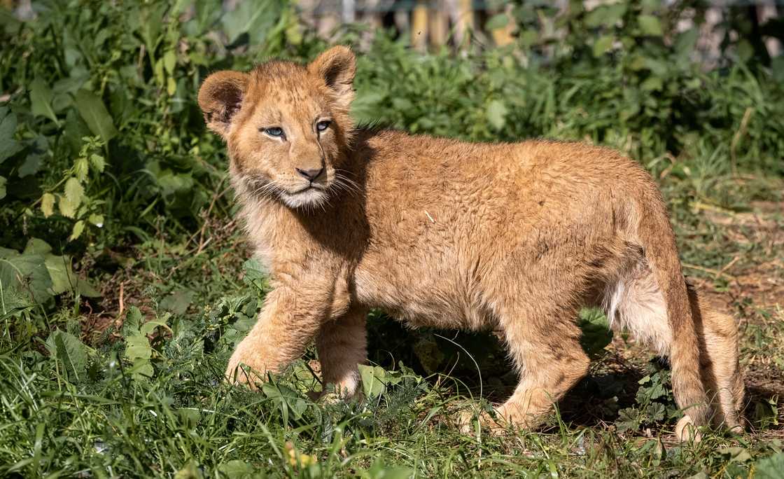 A Barbary lion cub is pictured in its enclosure at the Rabat zoo A Barbary lion cub is pictured in its enclosure at the Rabat zoo