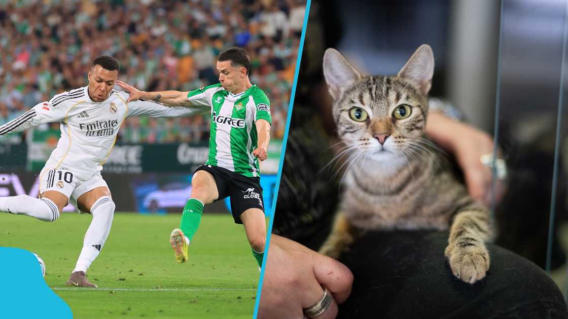Mysterious Cat Predicts Winner of Real Betis vs Real Madrid La Liga Clash Mysterious Cat Predicts Winner of Real Betis vs Real Madrid La Liga Clash
