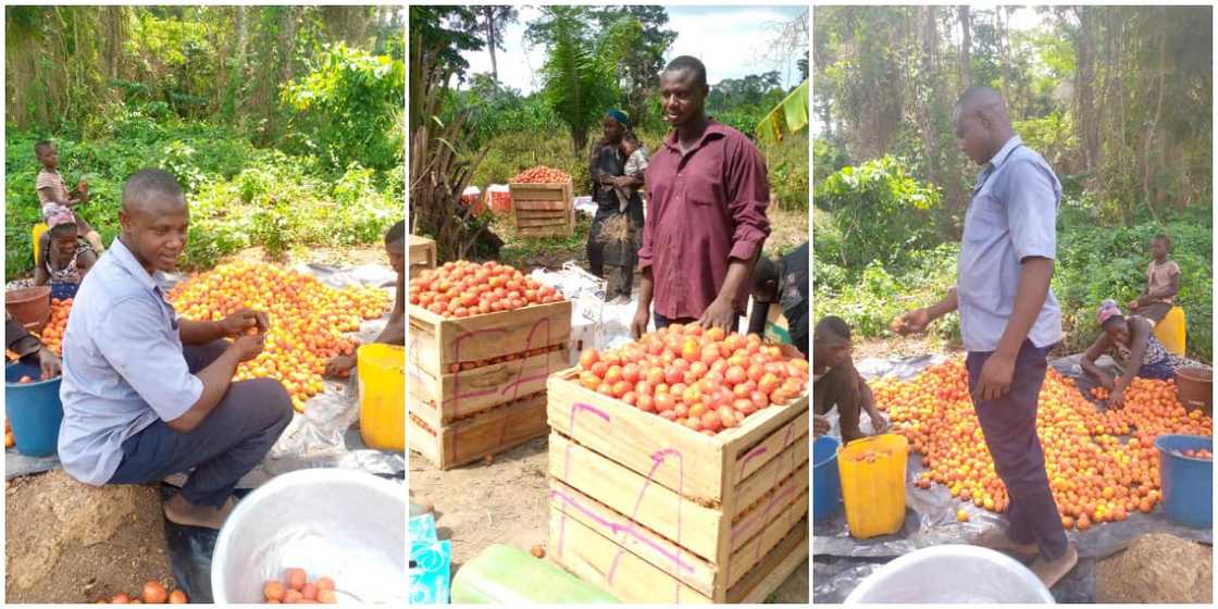 Mixed reactions as man shows off the bountiful tomatoes harvest recorded on his farm