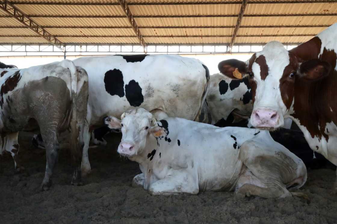 'We depend entirely on these animals for our livelihood,' one farmer says 'We depend entirely on these animals for our livelihood,' one farmer says