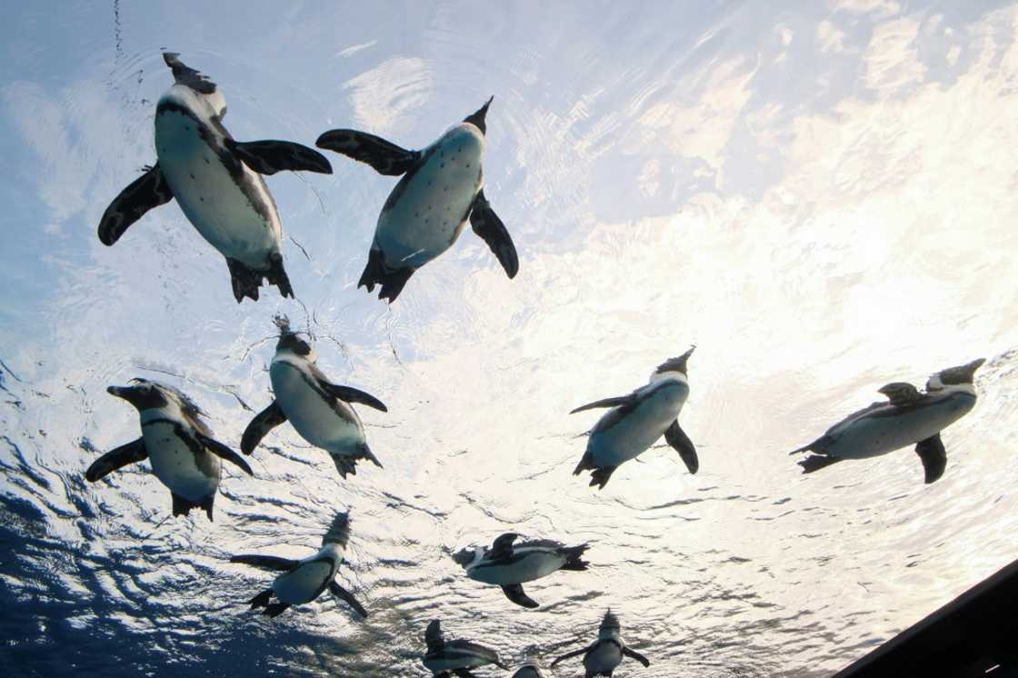 Penguins and otters at a Japanese aquarium have been turning their beaks and noses up at cheaper fish