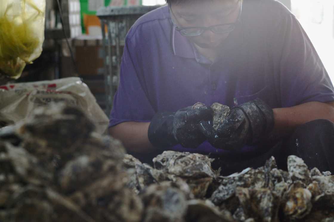 Oyster shells are ground into nanobeads and combined with thread from recycled plastic bottles