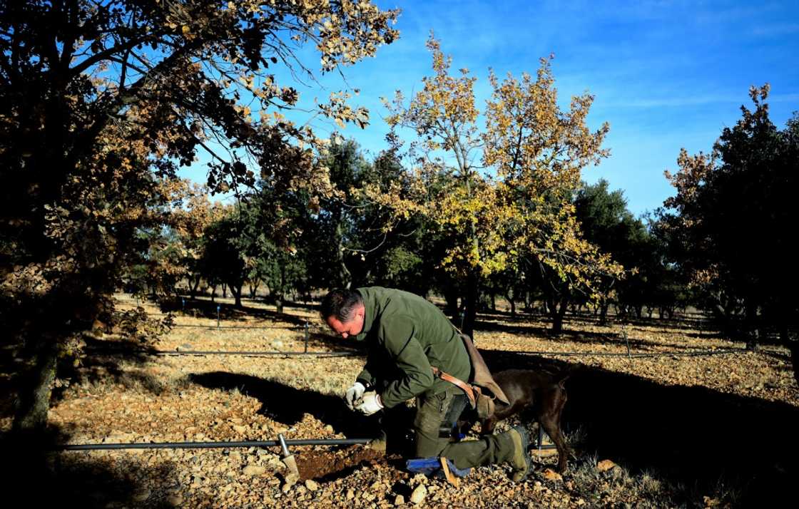Jose Soriano left his job as a forest ranger to cultivate truffles full-time Jose Soriano left his job as a forest ranger to cultivate truffles full-time