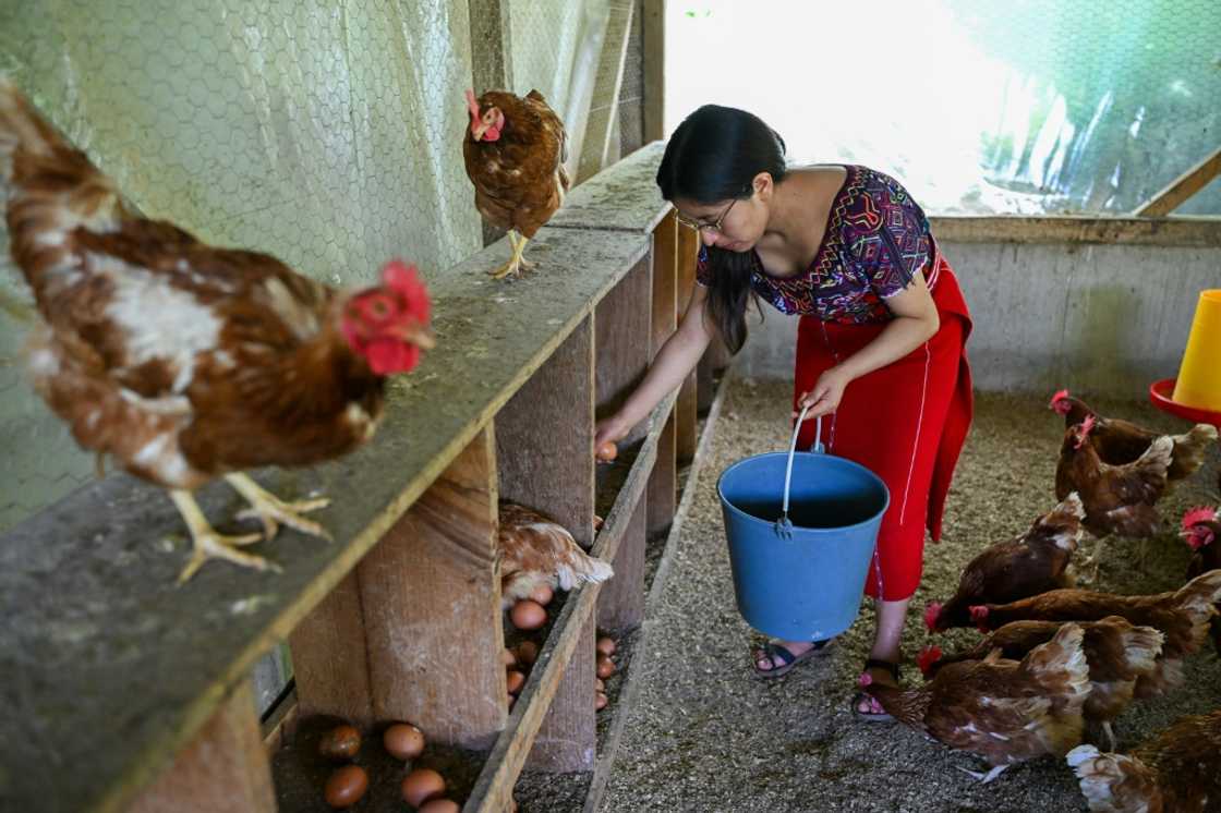 Rebeca Perez is intent on providing for her family in western Guatemala with her brood of chickens Rebeca Perez is intent on providing for her family in western Guatemala with her brood of chickens