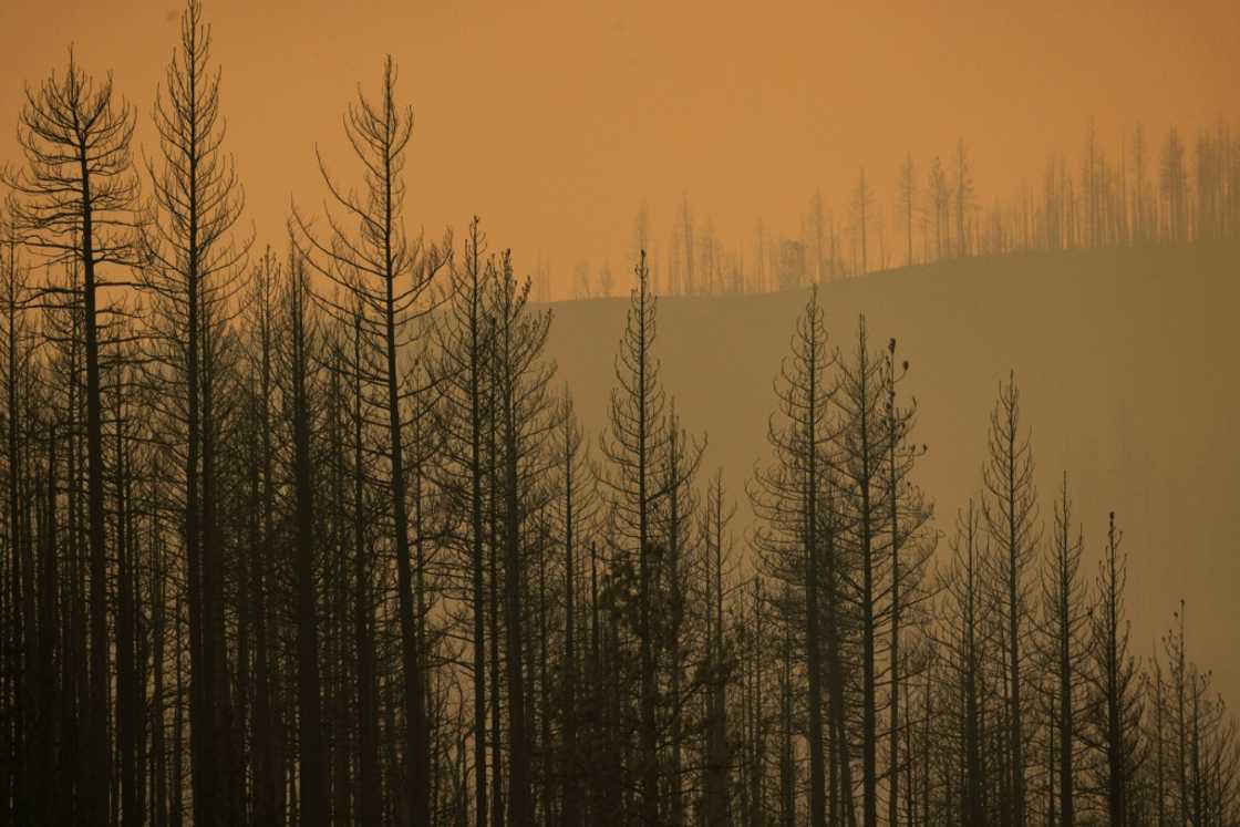 The McKinney Fire in the Klamath National Forest is the largest wildfire in California this year The McKinney Fire in the Klamath National Forest is the largest wildfire in California this year