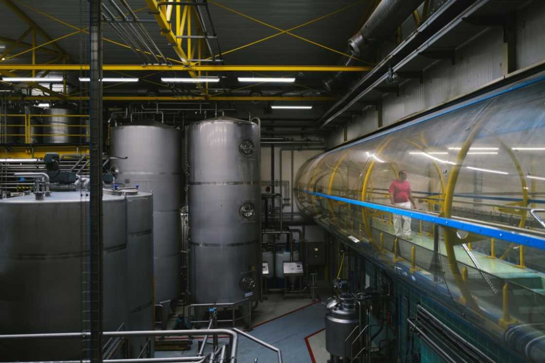 Mustard makers have offered to pay more for Burgundy mustard seeds to encourage local production Mustard makers have offered to pay more for Burgundy mustard seeds to encourage local production