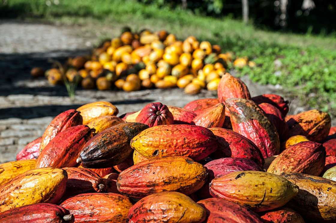 How are cocoa prices set How are cocoa prices set