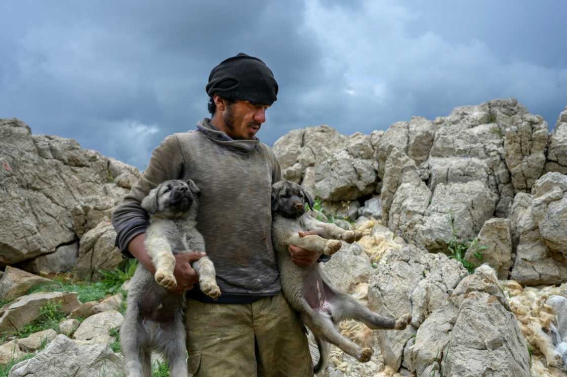 Tunceli native Mustafa Acun says local children do not want to become shepherds, making the Afghans indispensable Tunceli native Mustafa Acun says local children do not want to become shepherds, making the Afghans indispensable