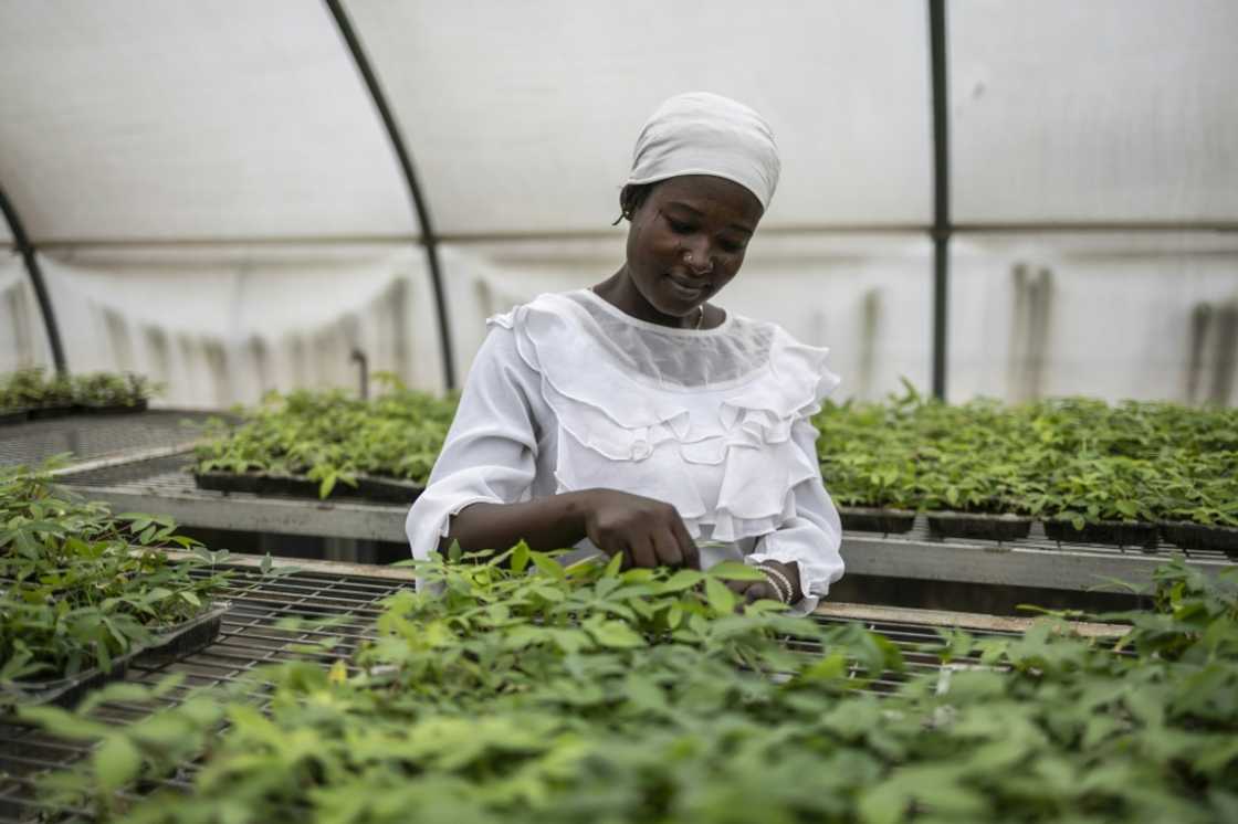 A worker pulls out the weeds of cassava crops in a greenhouse on the campus of the International Institute of Tropical Agriculture (IITA) in Ibadan A worker pulls out the weeds of cassava crops in a greenhouse on the campus of the International Institute of Tropical Agriculture (IITA) in Ibadan