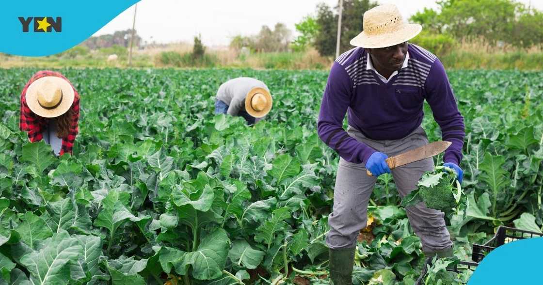 Enterprising Ghanaian nurse shares Cassava farming fetched him extra income, advises youth