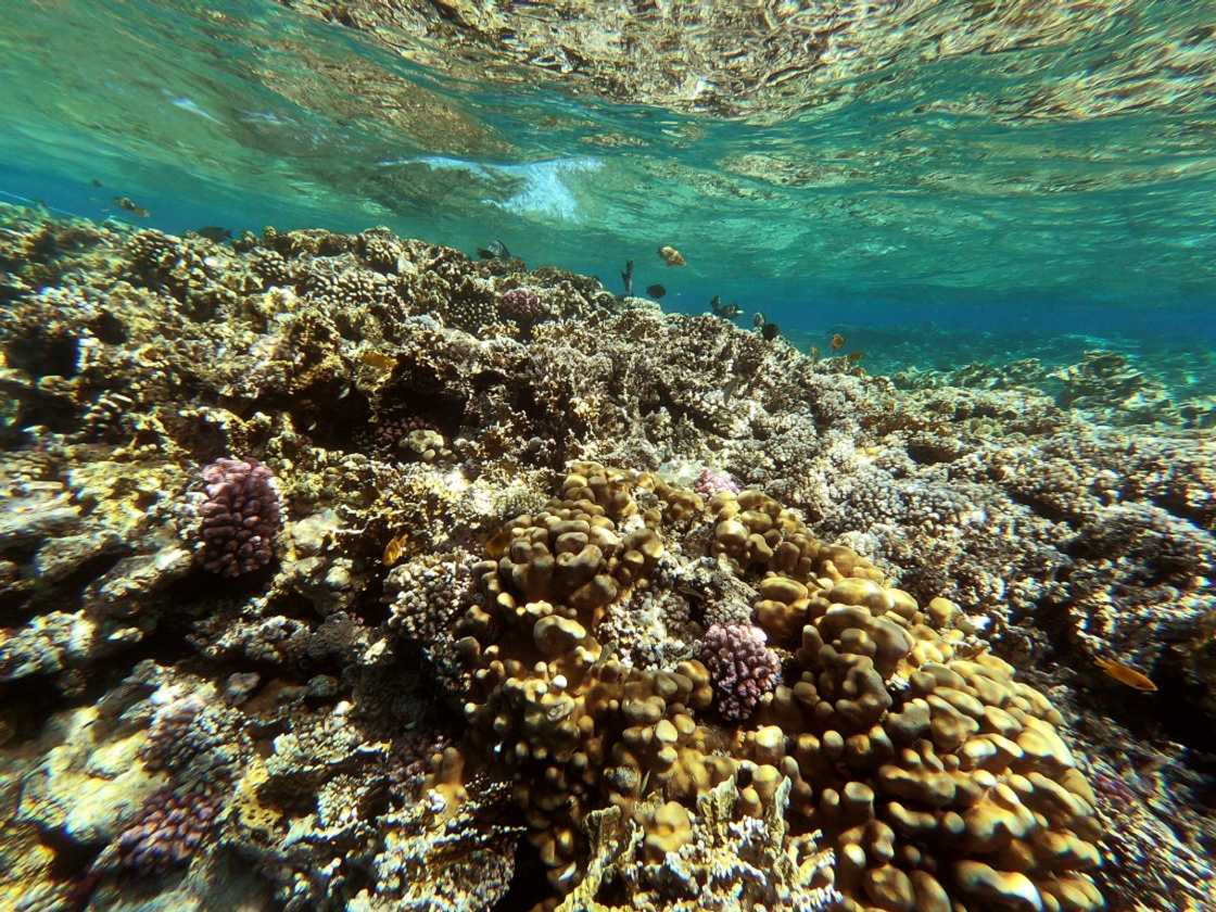 A coral reef near Egypt's Red Sea resort city of Sharm el-Sheikh -- questions have been raised about Egypt's climate and other environmental policies A coral reef near Egypt's Red Sea resort city of Sharm el-Sheikh -- questions have been raised about Egypt's climate and other environmental policies