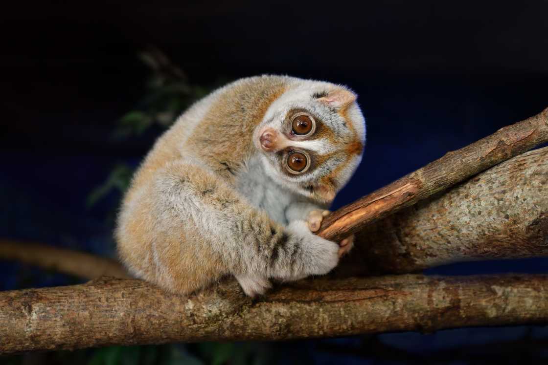 Close-up of a bengal slow loris sitting on a branch at night Close-up of a bengal slow loris sitting on a branch at night
