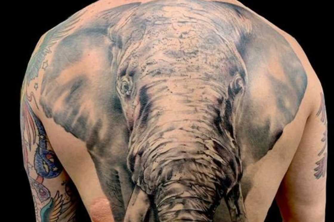 A man is wearing an elephant tattoo on his upper back A man is wearing an elephant tattoo on his upper back