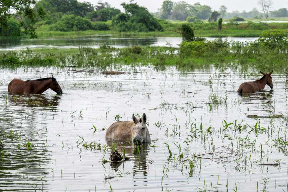 Horses are seen in a flooded area after the Cauca River overflowed