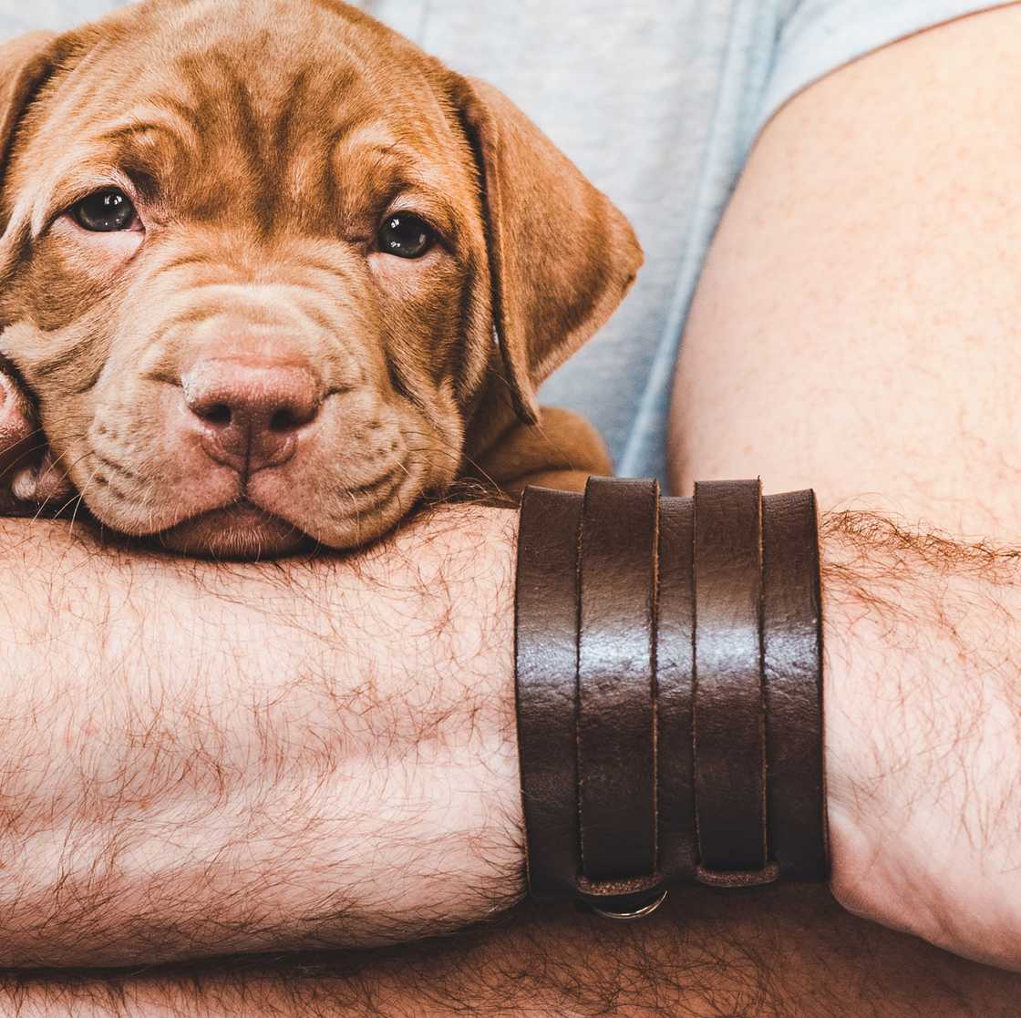 A dog rests its head on a wrist covered in several leather bracelets A dog rests its head on a wrist covered in several leather bracelets