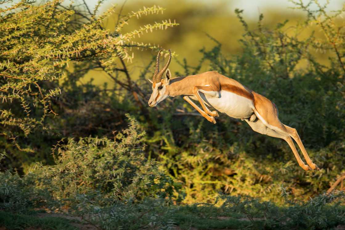 A springbok jumping in the wilderness