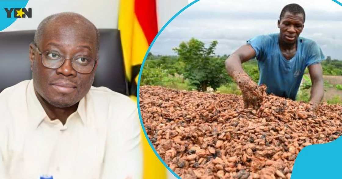 Dr Cassiel Ato Forson, Finance Minister, Cocoa producer price, farmer, Ghana's cocoa sector. Dr Cassiel Ato Forson, Finance Minister, Cocoa producer price, farmer, Ghana's cocoa sector.