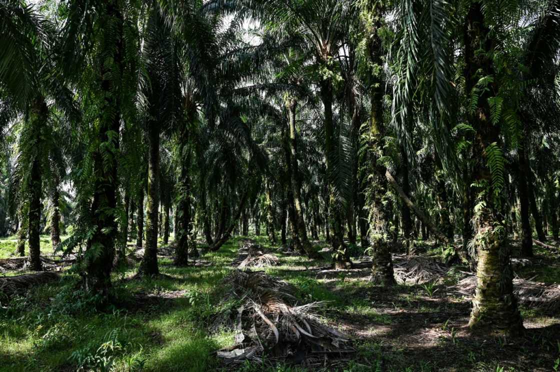 Malaysia is the world's second-biggest producer of the edible vegetable oil, which is found in many everyday goods from chocolate to cosmetics Malaysia is the world's second-biggest producer of the edible vegetable oil, which is found in many everyday goods from chocolate to cosmetics