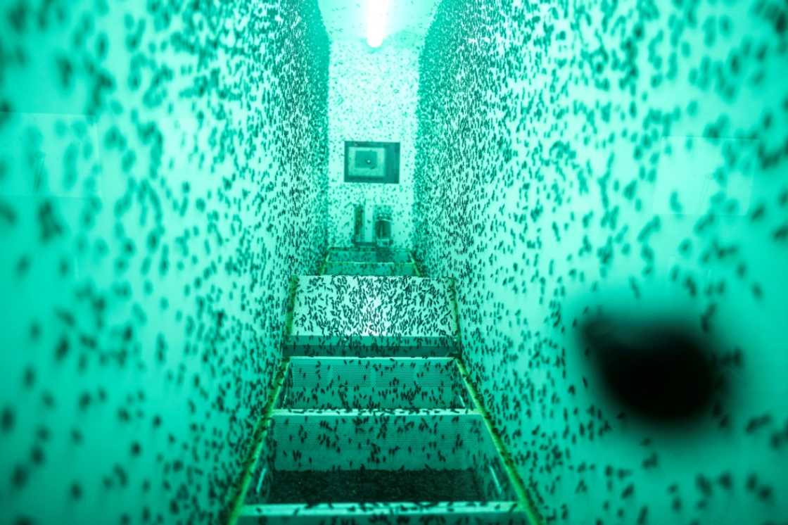 Enorm factory in Denmark is an insect farm set up by a Danish woman who wants to revolutionise livestock feed Enorm factory in Denmark is an insect farm set up by a Danish woman who wants to revolutionise livestock feed