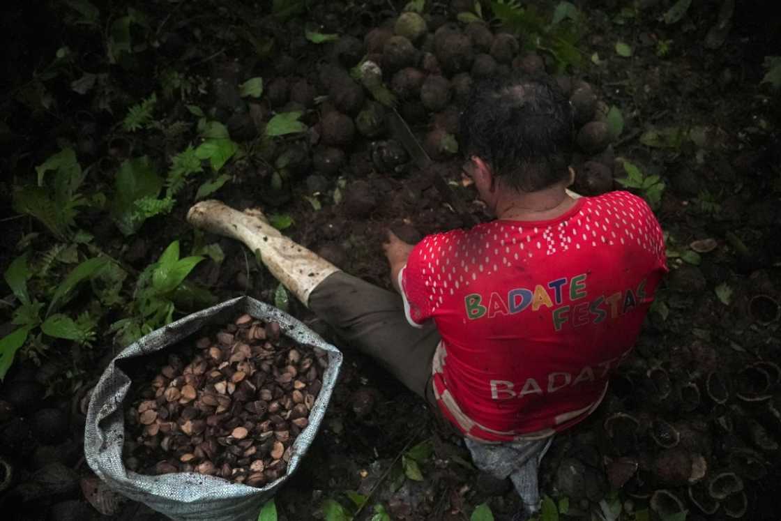 Some 80,000 Indigenous families make a living from Brazil nut collection in the Bolivian Amazon Some 80,000 Indigenous families make a living from Brazil nut collection in the Bolivian Amazon