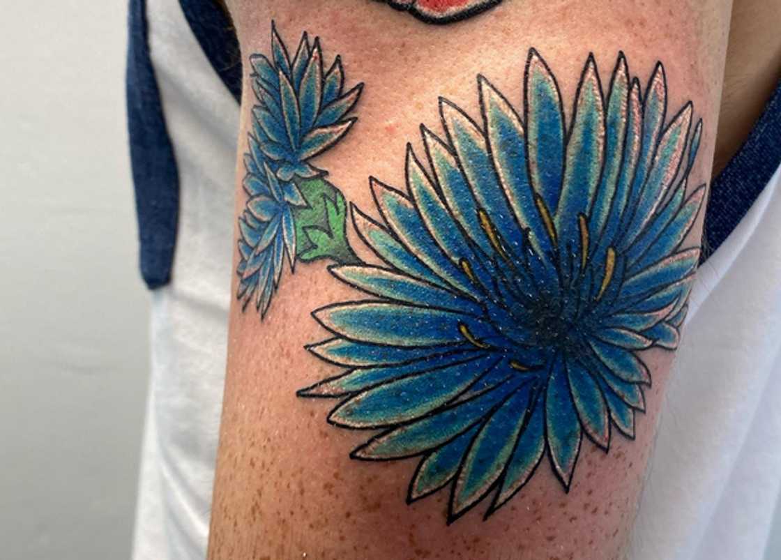 Bachelor button tattoo