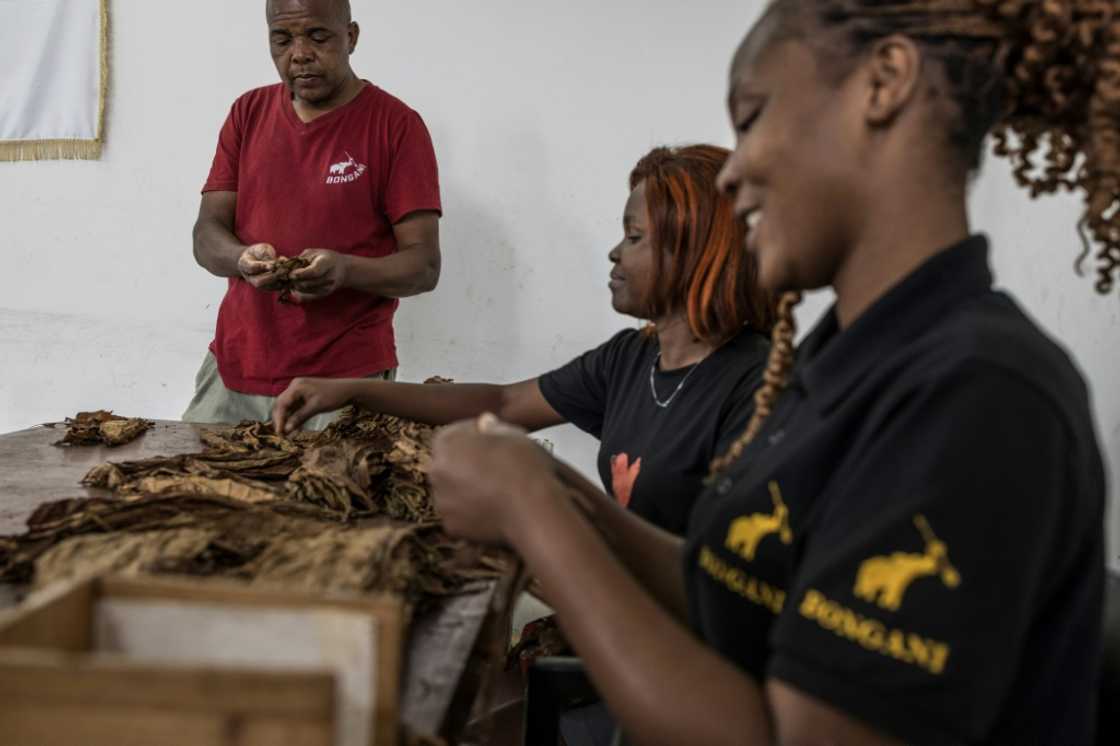 Sitting side by side at wooden benches, men and women stack tobacco leaves in one hand –- the components must be dry but soft, like the velvety texture of leather Sitting side by side at wooden benches, men and women stack tobacco leaves in one hand –- the components must be dry but soft, like the velvety texture of leather