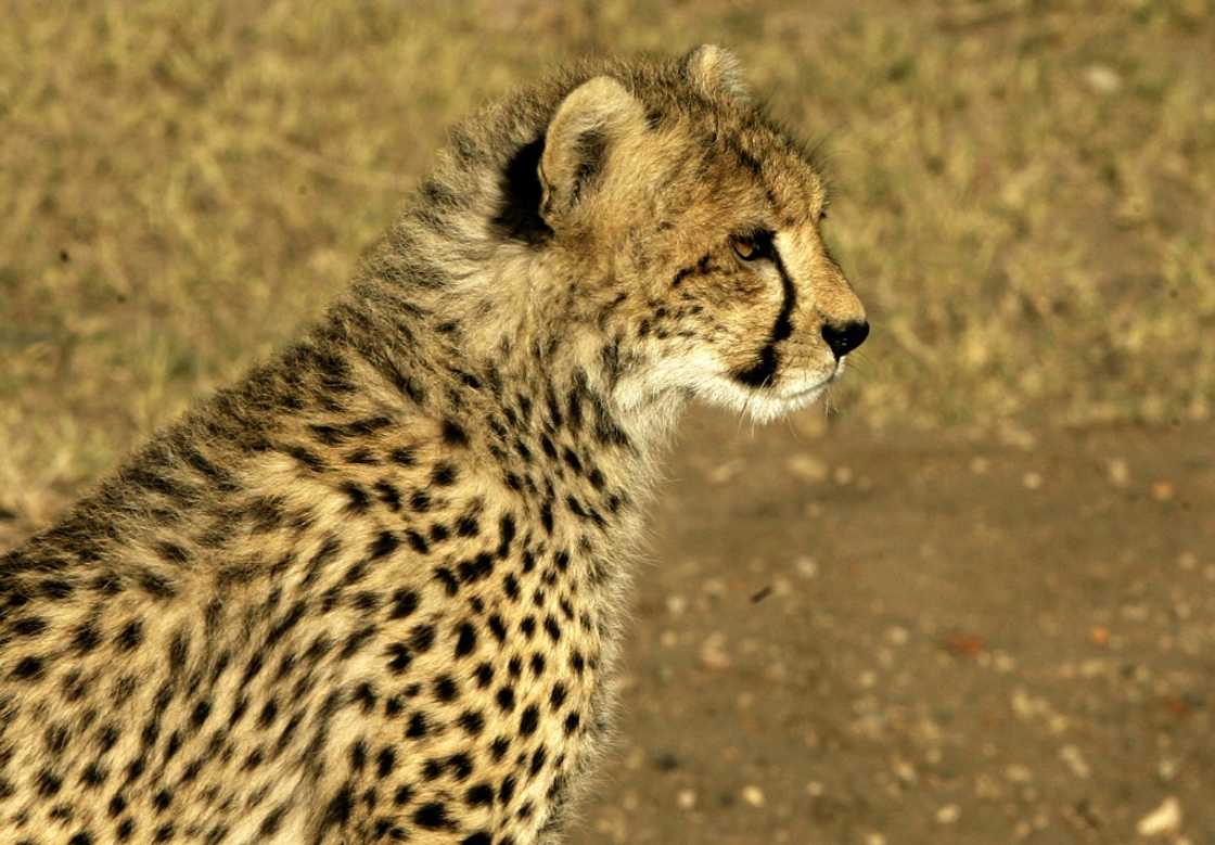 The cheetah is considered vulnerable under the IUCN Red List of Threatened Species