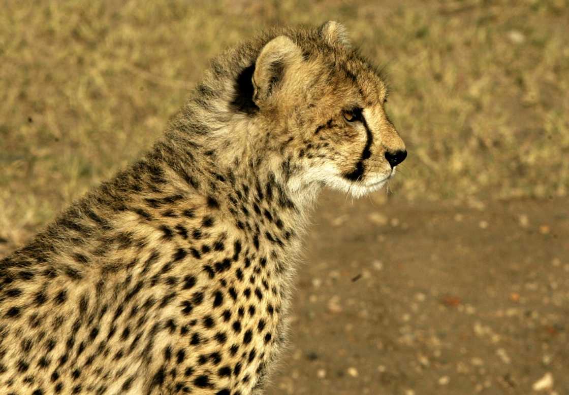 The cheetah is considered vulnerable under the IUCN Red List of Threatened Species The cheetah is considered vulnerable under the IUCN Red List of Threatened Species