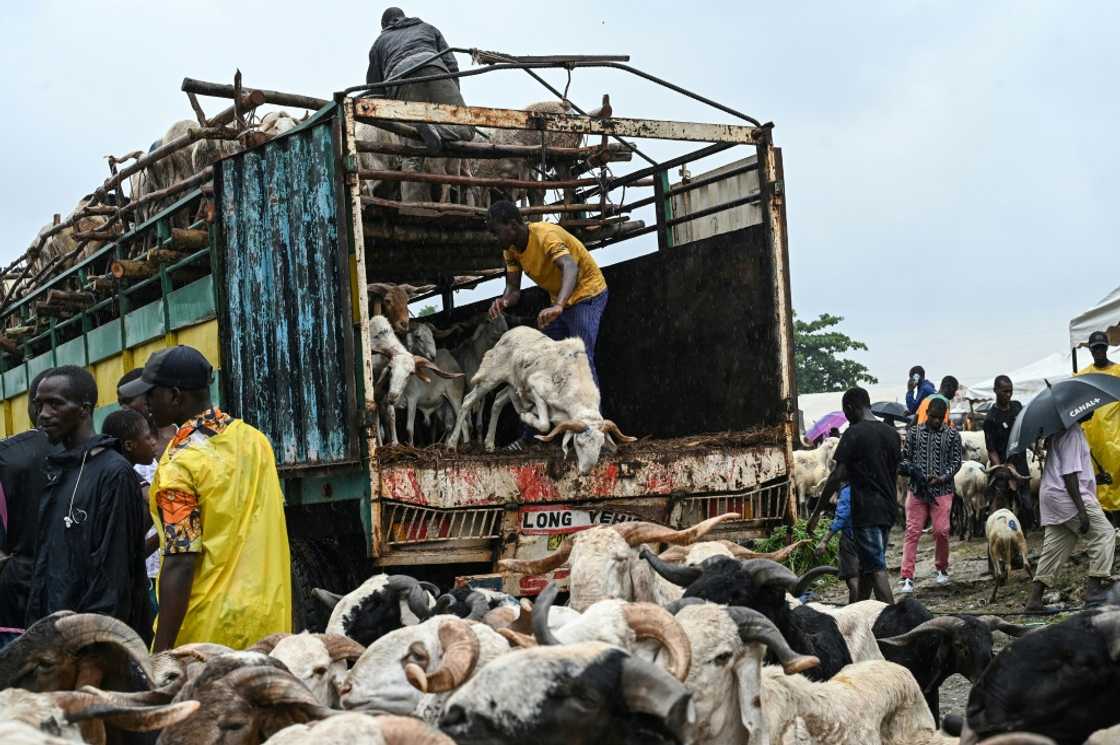 Ivory Coast has launched livestock projects in the north to increase national production Ivory Coast has launched livestock projects in the north to increase national production