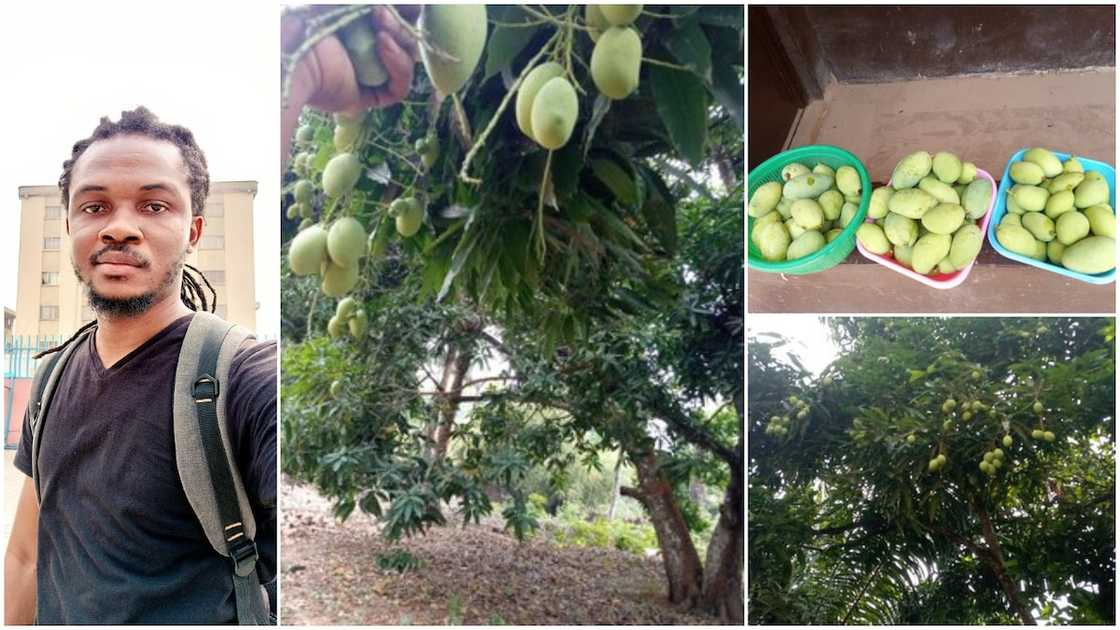Nigerian Man Shows off Village Tree that Produces 10,000 Mangoes every Year, Many React Nigerian Man Shows off Village Tree that Produces 10,000 Mangoes every Year, Many React