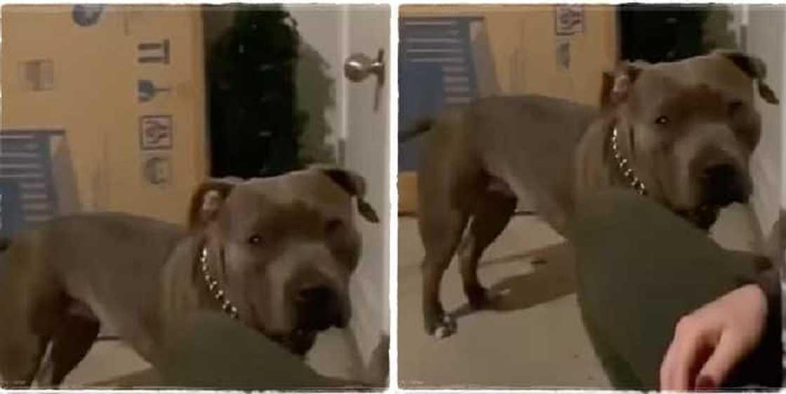 A dog named Deedee has been seen in a video showing emotions after being rescued from road accident A dog named Deedee has been seen in a video showing emotions after being rescued from road accident