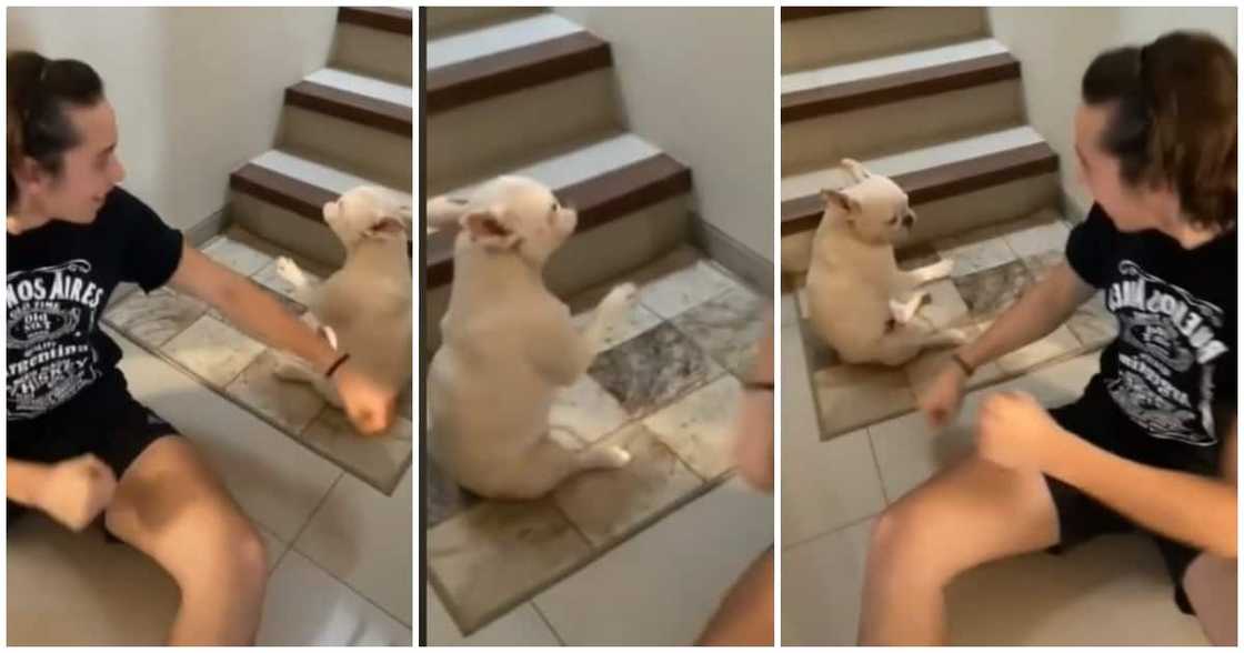 Dog does Buga dance, Kizz Daniel, Tekno, Buga dance challenge latest, Oyinbo man does Buga challenge Dog does Buga dance, Kizz Daniel, Tekno, Buga dance challenge latest, Oyinbo man does Buga challenge