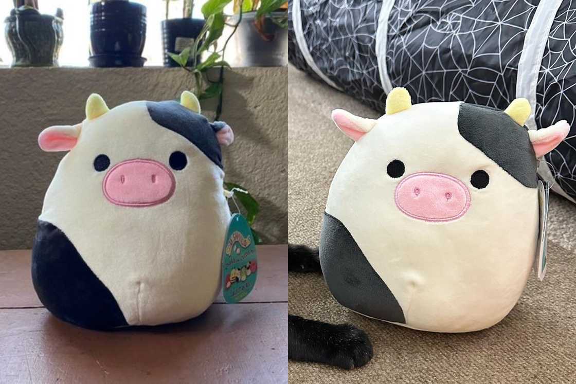 Connor the Cow has tag on her right side and she is standing next to a black cat Connor the Cow has tag on her right side and she is standing next to a black cat
