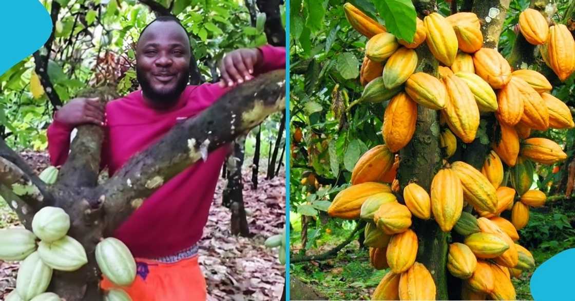ghana, cocoa price, cameroonian, cocoa farmer, ghana cocoa farmer, cameroonian cocoa farmer, cocoa in ghana