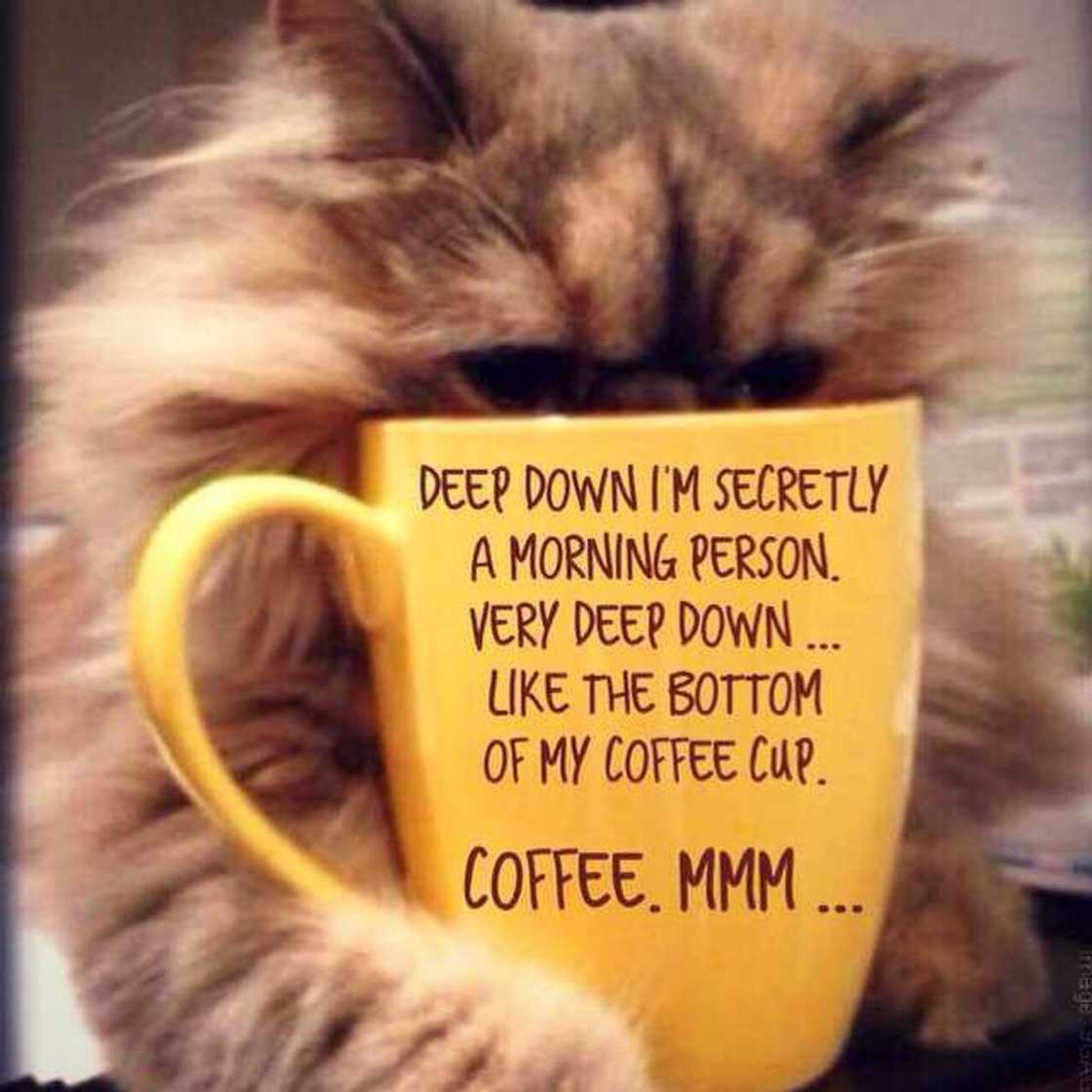 Good morning coffee: 50+ Top images Good morning coffee: 50+ Top images