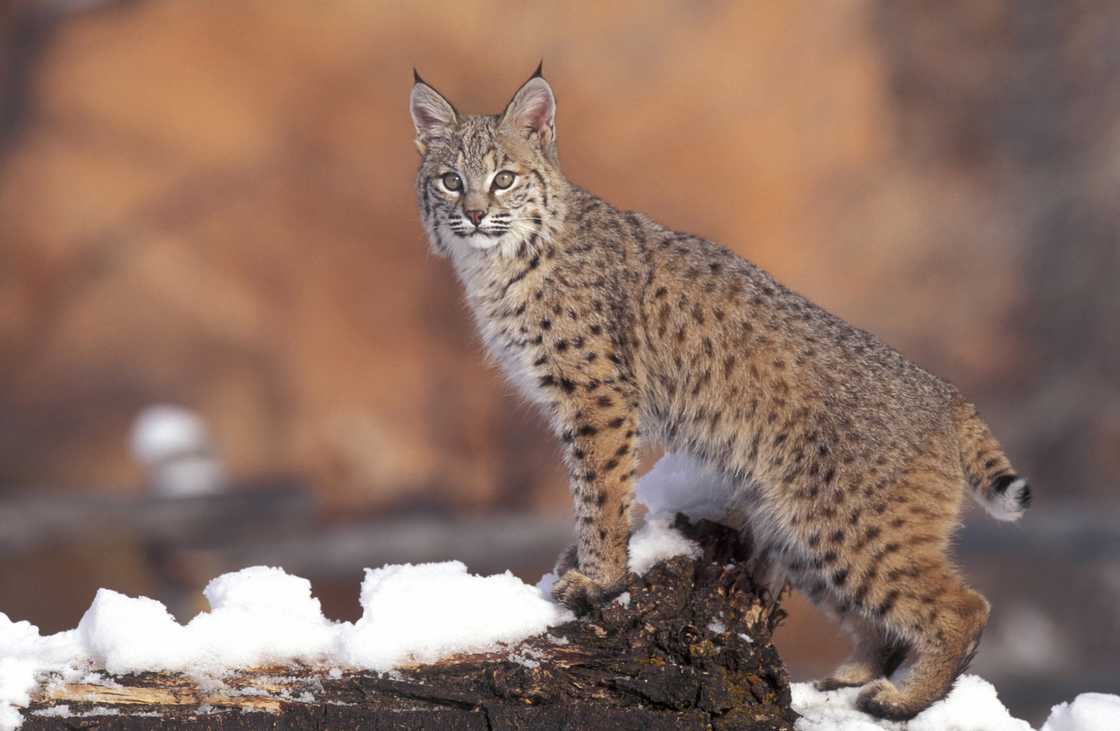 A bobcat standing on snowy ground A bobcat standing on snowy ground
