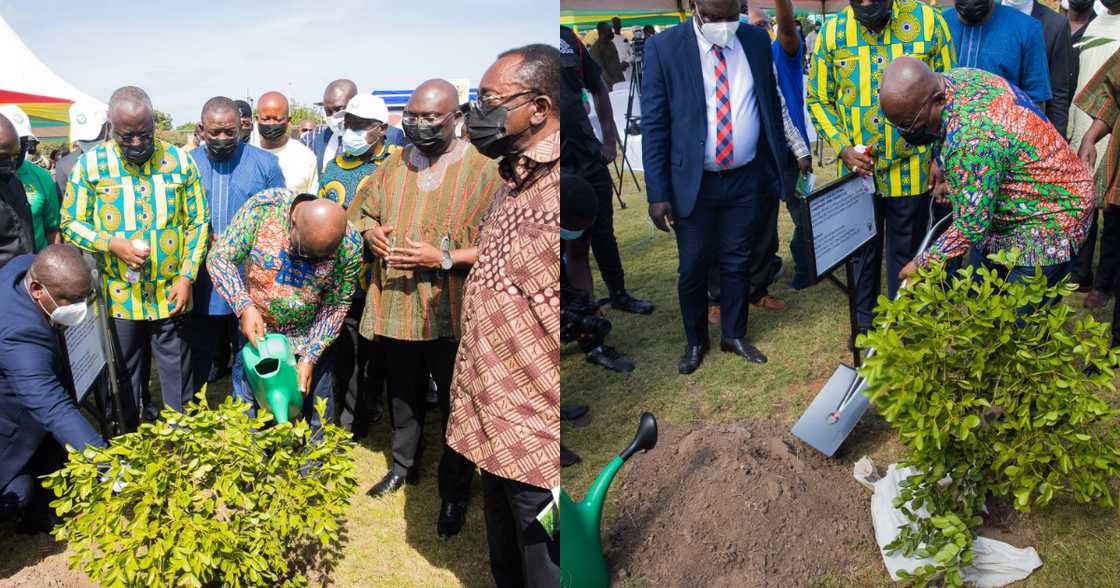 Green Ghana: Tree planting project will not be a one-off event; it will be an annual event - Nana Addo