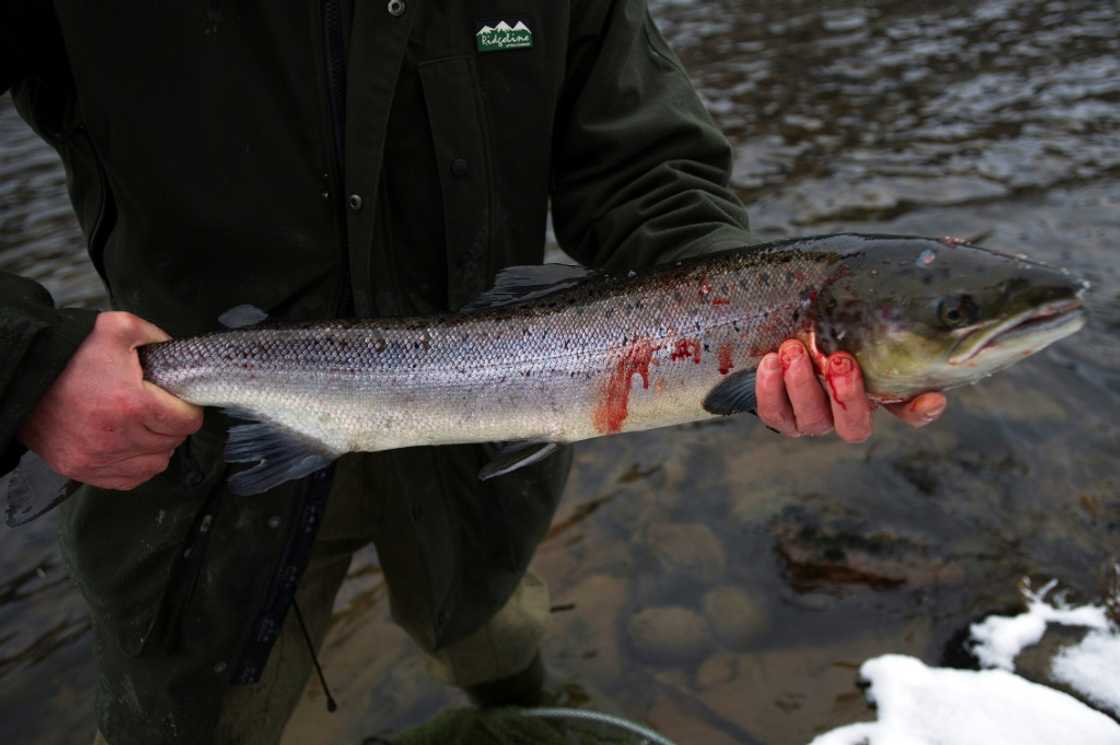 Last year's rod catch was the lowest number since records began, according to the Scottish government