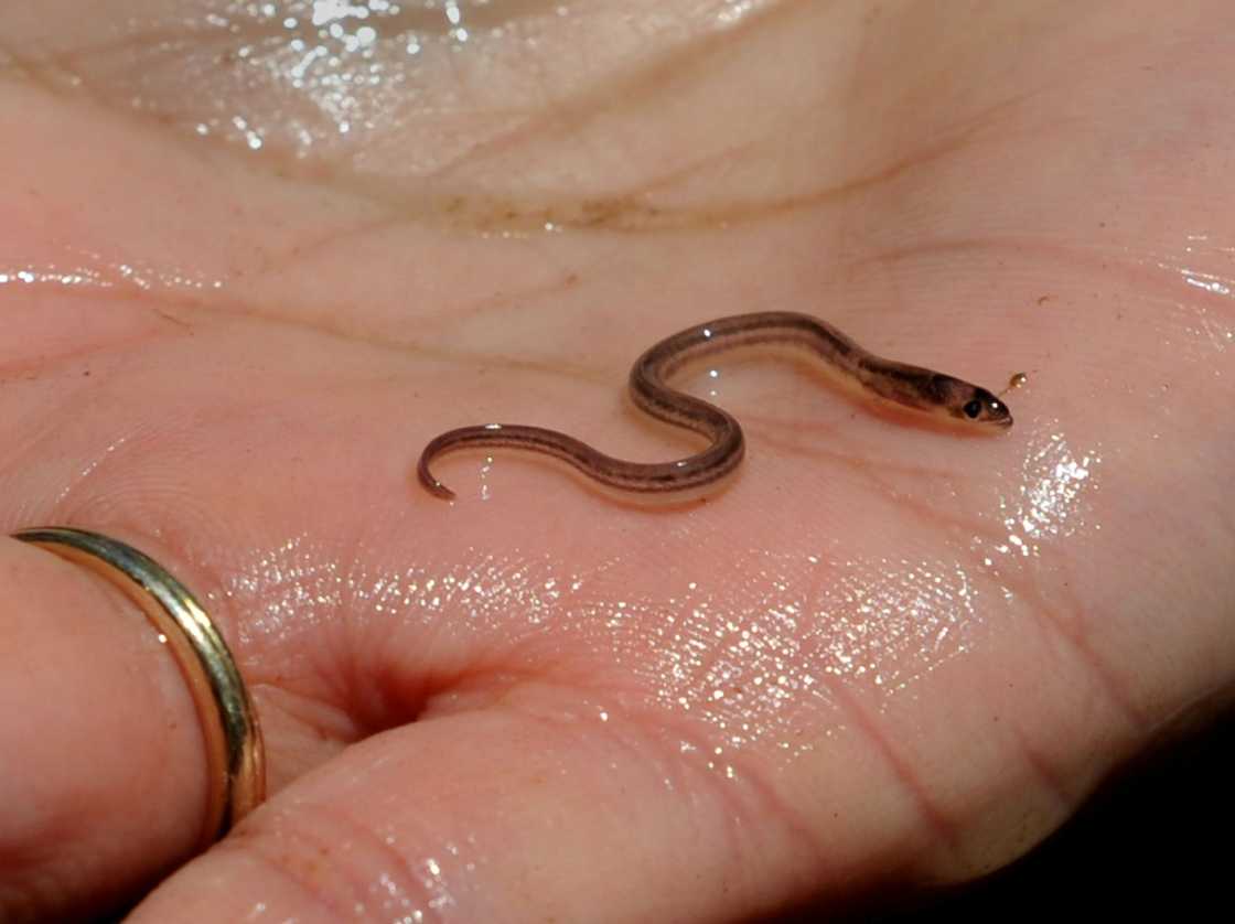 Demand for the worm-like creatures with dots for eyes comes largely from Asia and is filling the coffers of the criminal organizations terrorizing Haiti Demand for the worm-like creatures with dots for eyes comes largely from Asia and is filling the coffers of the criminal organizations terrorizing Haiti