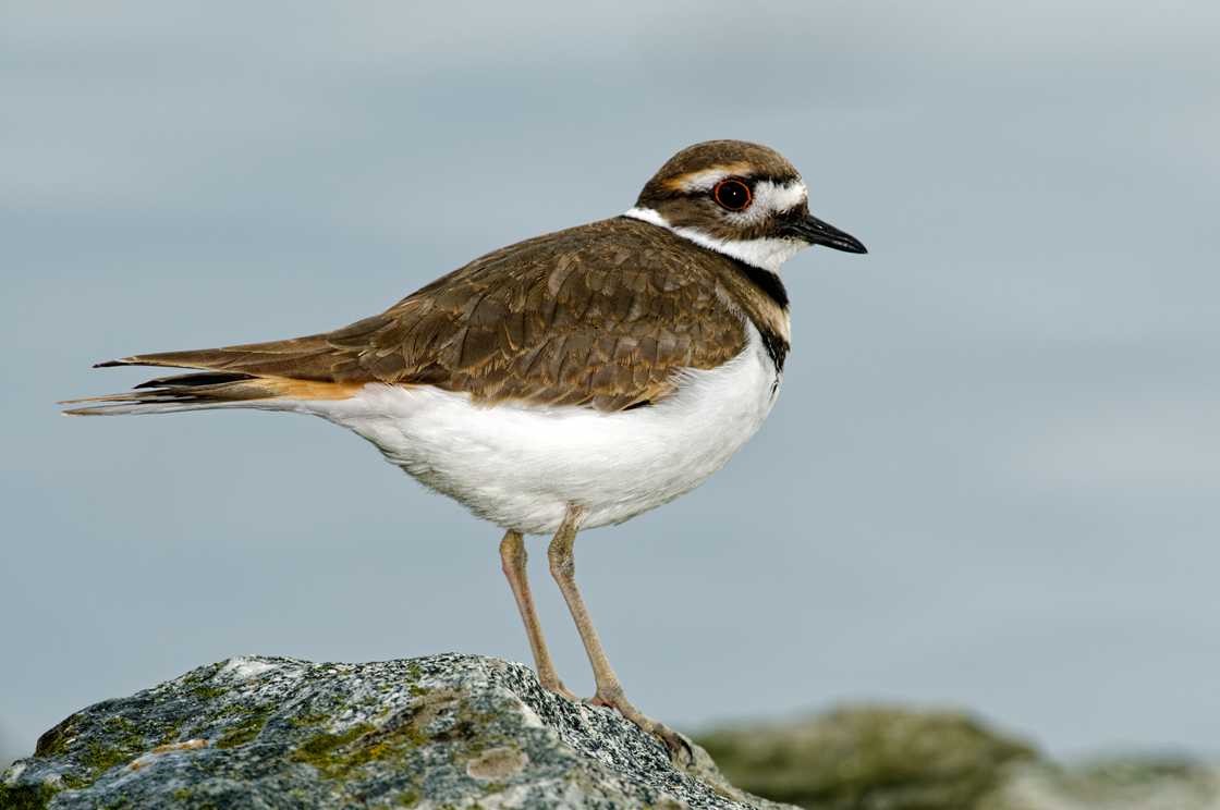 Killdeer at Shoal Harbour Bird Sanctuary in Sidney, BC, Canada