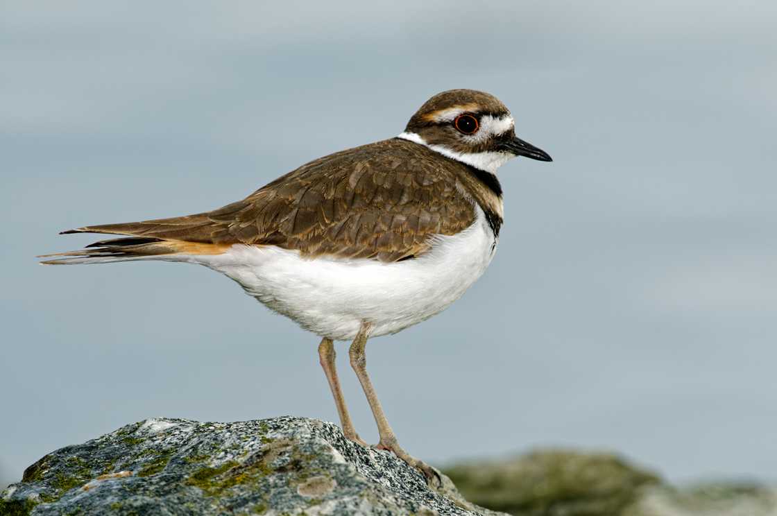 Killdeer at Shoal Harbour Bird Sanctuary in Sidney, BC, Canada Killdeer at Shoal Harbour Bird Sanctuary in Sidney, BC, Canada