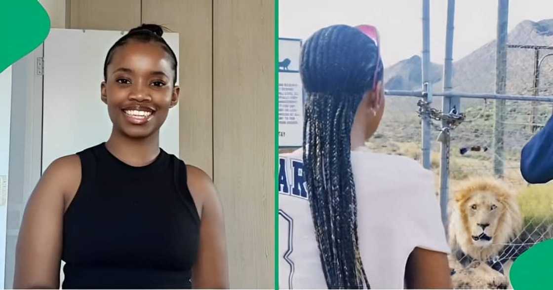 A TikTok video shows a woman making eye contact with a lion. A TikTok video shows a woman making eye contact with a lion.