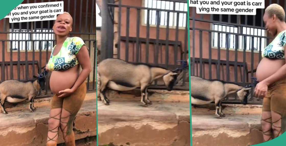 Nigerian woman joyful as she and goat get pregnant and are expect the same gender