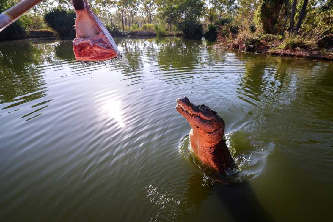 A crocodile leaps out of the water towards a piece of meat on a stick in a lagoon at Crocodylus Park A crocodile leaps out of the water towards a piece of meat on a stick in a lagoon at Crocodylus Park