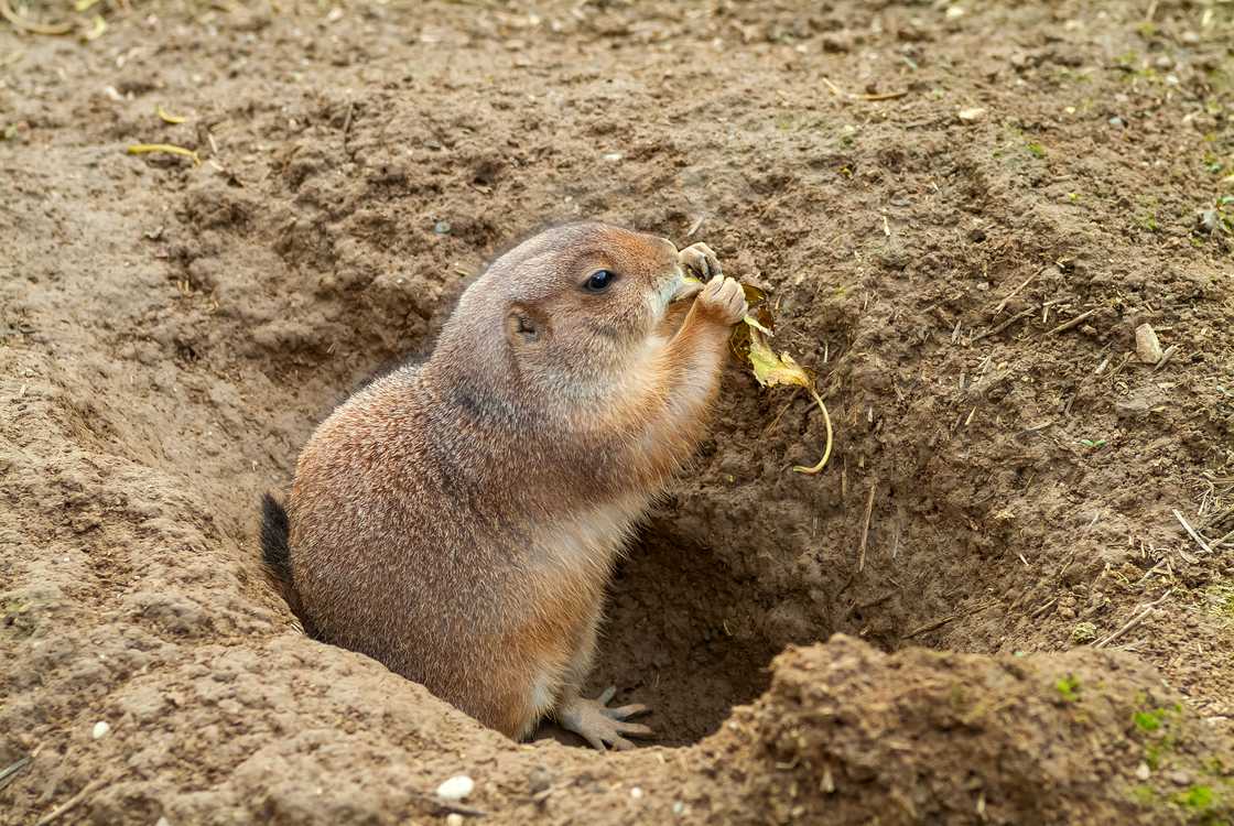 European ground squirrel European ground squirrel